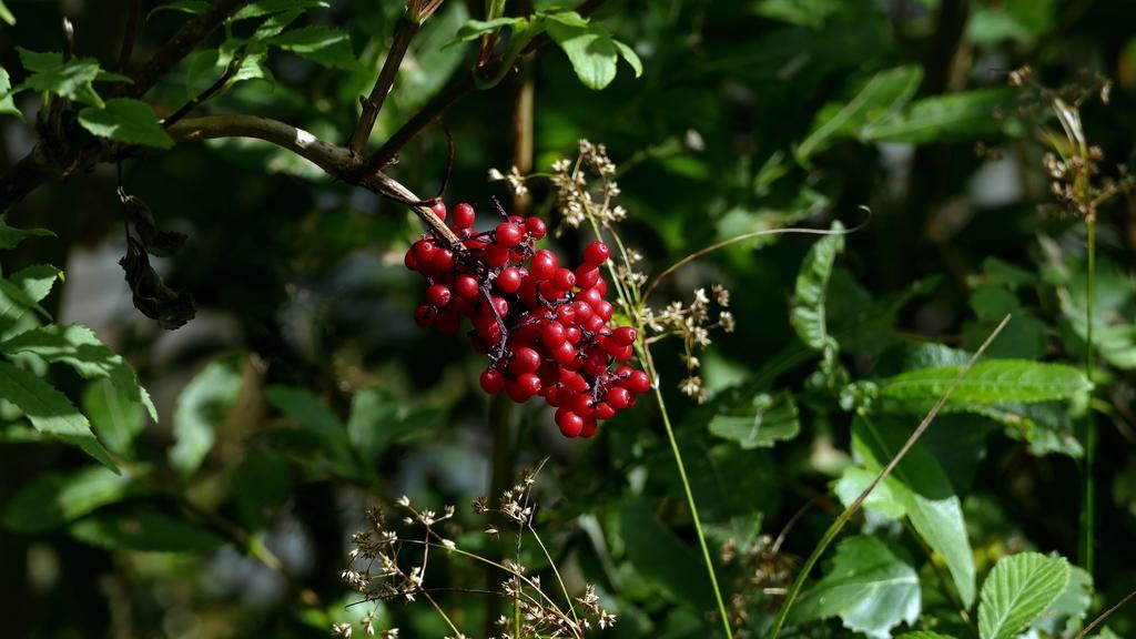 Gasthof Zur Gams Donnersbachwald Εξωτερικό φωτογραφία